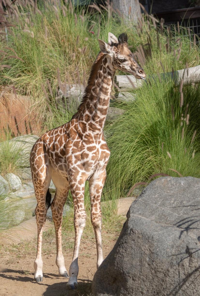 An unnamed baby male Masai giraffe was born at the L.A. Zoo in Los Angeles. (Courtesy of the L.A. Zoo)