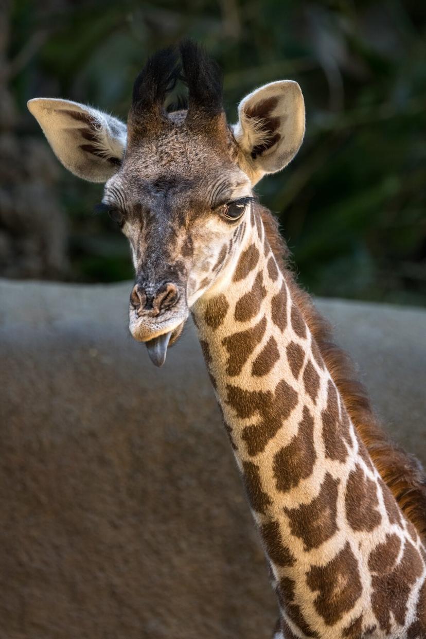 An unnamed baby male Masai giraffe was born at the L.A. Zoo in Los Angeles. (Courtesy of the L.A. Zoo)