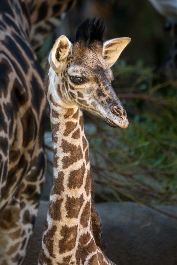 An unnamed baby male Masai giraffe was born at the L.A. Zoo in Los Angeles. (Courtesy of the L.A. Zoo)