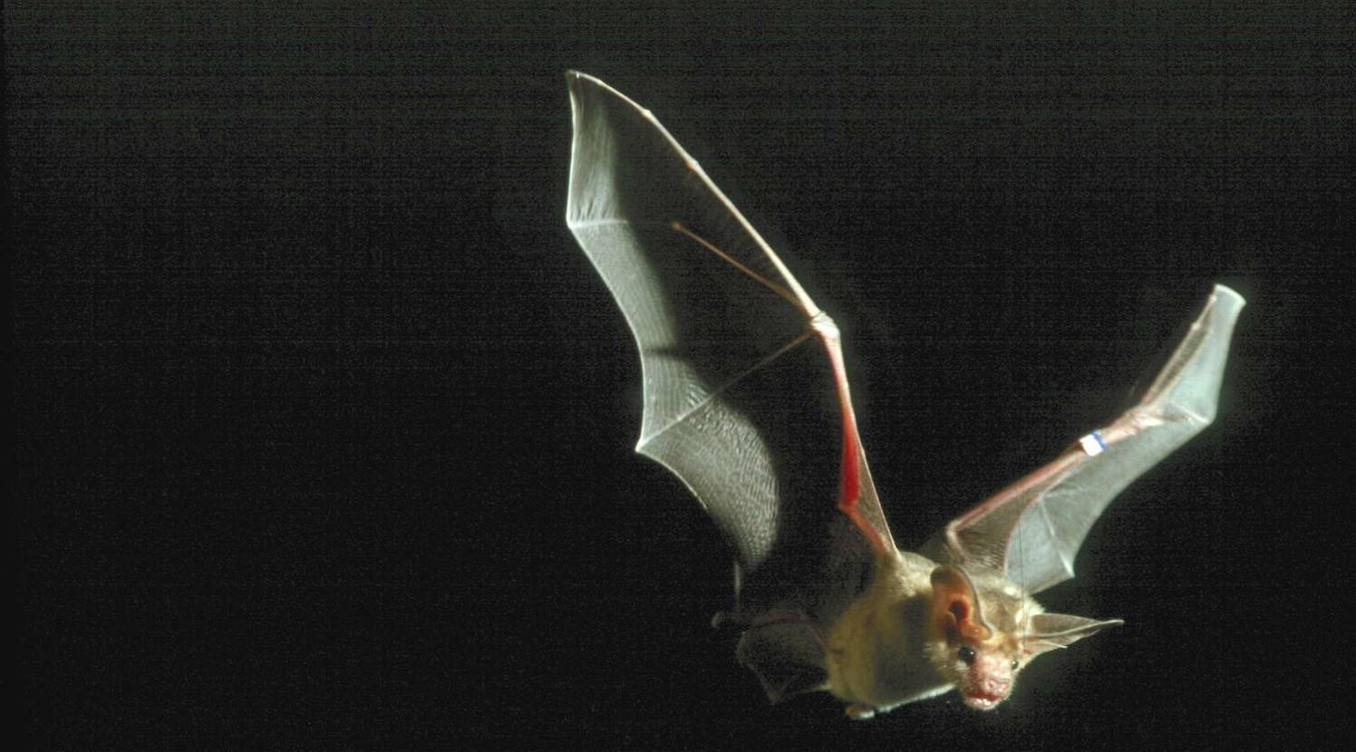 Pallid Bat Becomes One of California’s New State Symbols