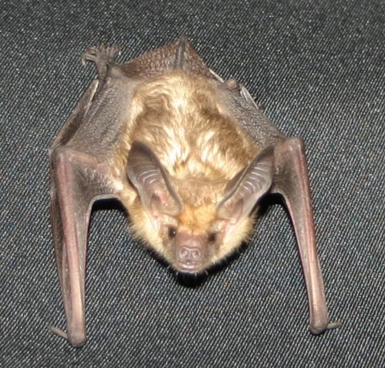 A pallid bat. (Courtesy of Dr. Dave Johnston)