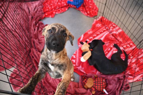 (Courtesy of Helen Woodward Animal Center)