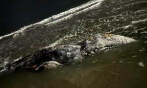 Young Gray Whale Washed Ashore in La Jolla Dies