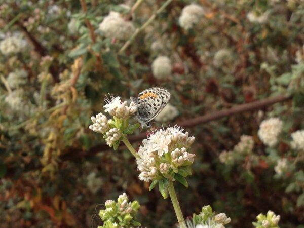 A federally endangered species, the El Segundo blue butterfly. (Eric Porter/USFWS/Public Domain)