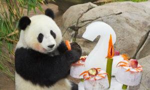 Communist Chinese Panda Diplomacy Returns to San Diego Zoo