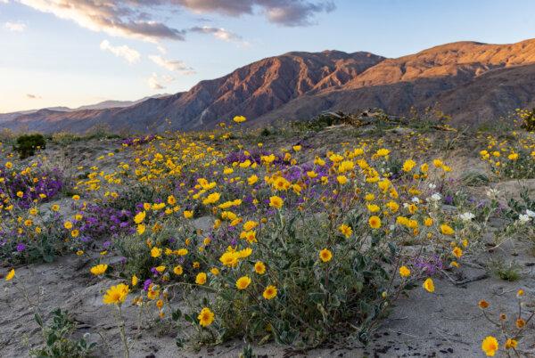 A wildflower bloom takes place in Anza-Borrego Desert State Park, Calif., on March 20, 2024. (John Fredricks/The Epoch Times)