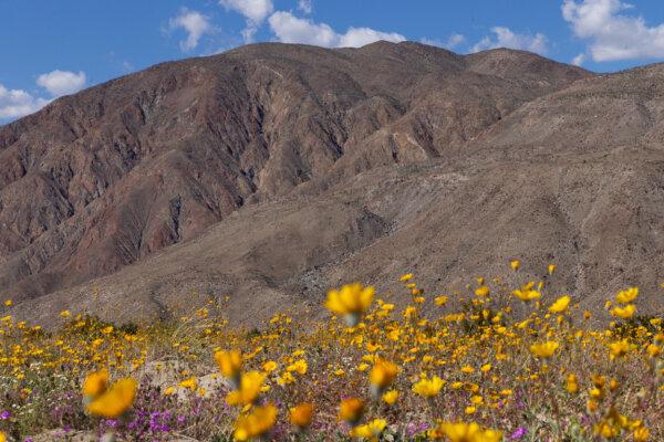 A wildflower bloom takes place in Anza-Borrego Desert State Park, Calif., on March 20, 2024. (John Fredricks/The Epoch Times)