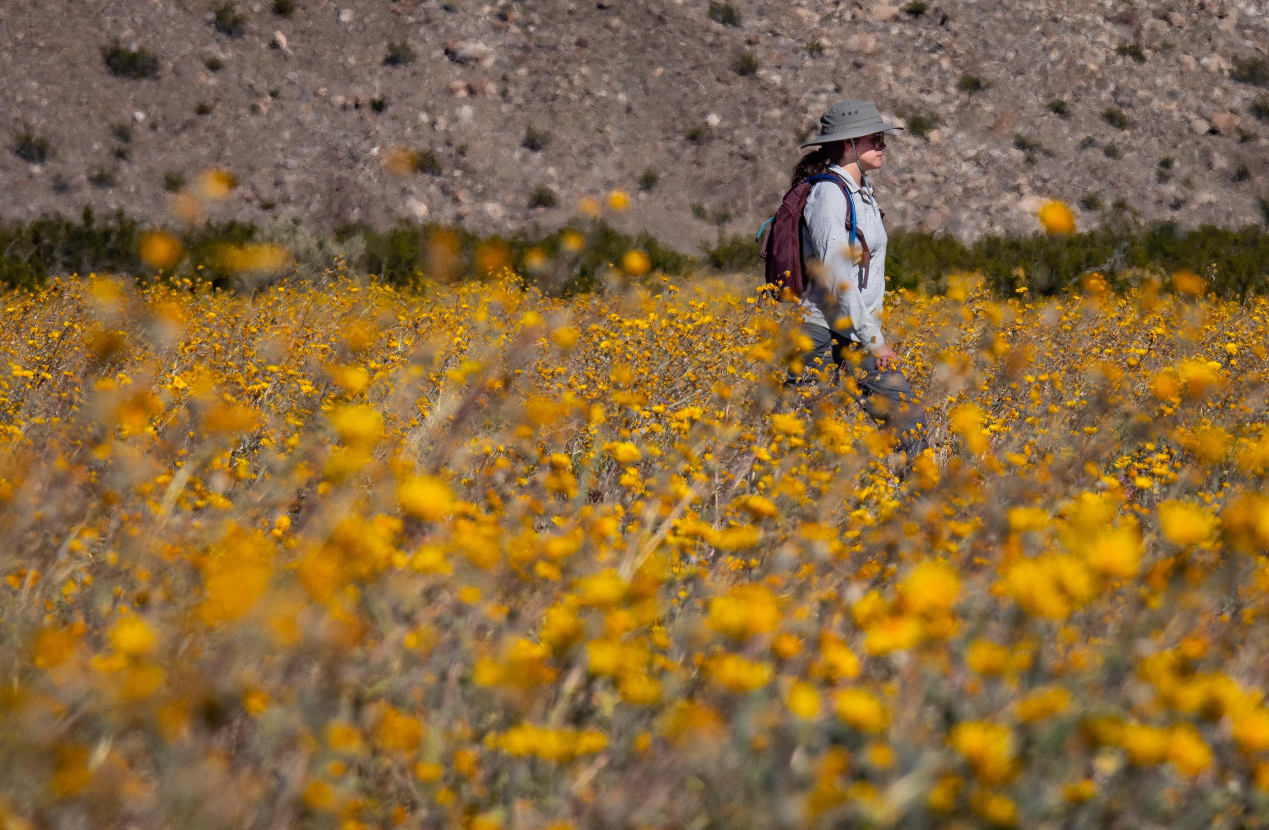 California Deserts Come Alive With Wildflower Blooms