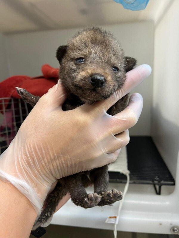 A coyote pup discovered under the deck of a home in the Pacific Beach neighborhood of San Diego. (Courtesy of San Diego Humane Society)