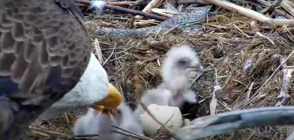Two eaglets hatched in Redding, Calif., in March 2024. (Courtesy of Friends of the Redding Eagles)