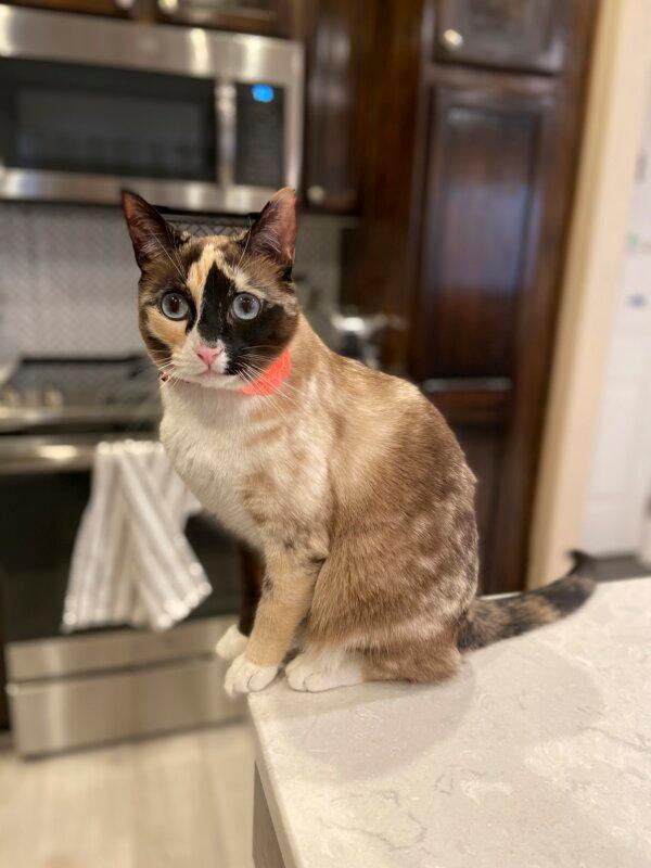 Galena safe at home. (Carrie Clark via AP Photo)