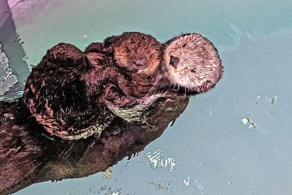 The aquarium's surrogacy area is kept away from the public to limit human interaction and increase the pup's chances of survival in the wild. (Aquarium of the Pacific)