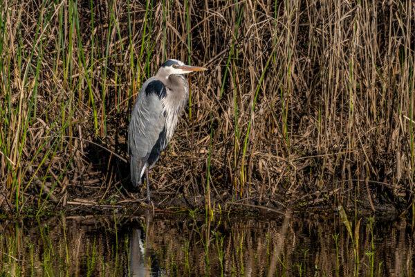The state’s long-term strategy is to set aside half of its lands for conservation. (Brian Baer/California State Parks)