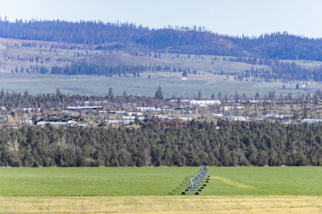 Hundreds of illegal marijuana grow sites are operating just outside working farms in Montague, Calif., on May 7, 2024. (John Fredricks/The Epoch Times)