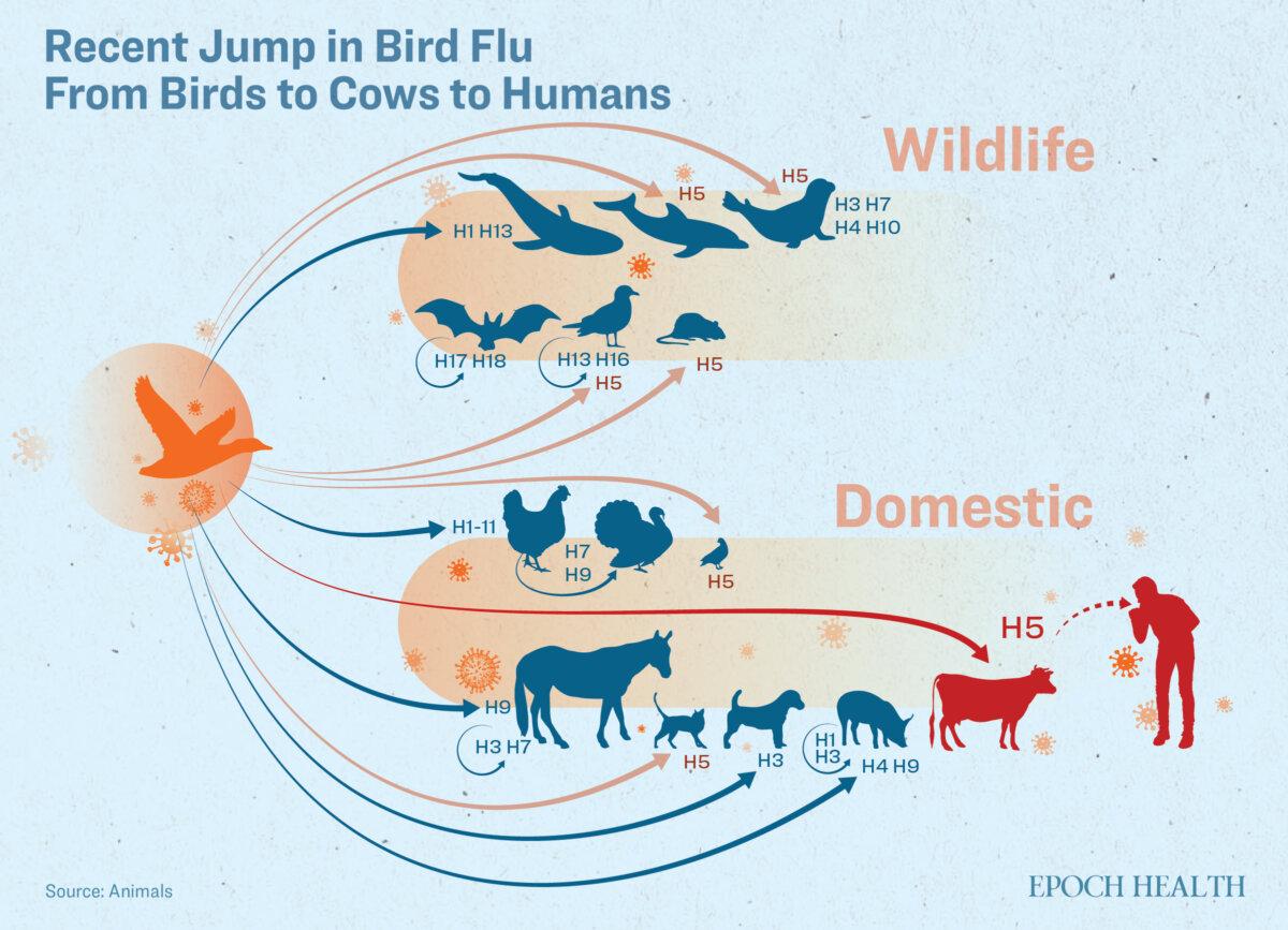<span style="color: #000000;">Type A flu viruses normally infect wild and domestic birds. Recently, the H5N1 flu virus has also infected domestic mammals and even humans. (Illustrated by The Epoch Times) </span>