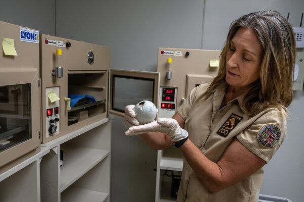 An animal keeper at Los Angeles Zoo checks California condor eggs during the 2024 breeding season. (Courtesy of Los Angeles Zoo)