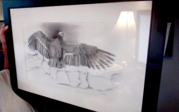 Tim Hauck shows a drawing of condor #441 during an online interview. (Screenshot/The Epoch Times)