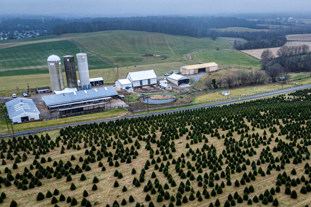 An aerial view shows cut-your-own pine trees at Gaver Farm in Mount Airy, Md., on Dec. 17, 2023. (Julia Nikhinson/AFP via Getty Images)