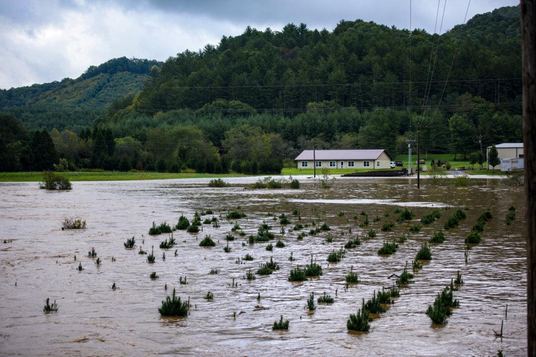 Growing Christmas trees are seen in high water from flooding of the New River in Ashe County, N.C., on Sept. 27, 2024. (Melissa Sue Gerrits/Getty Images)