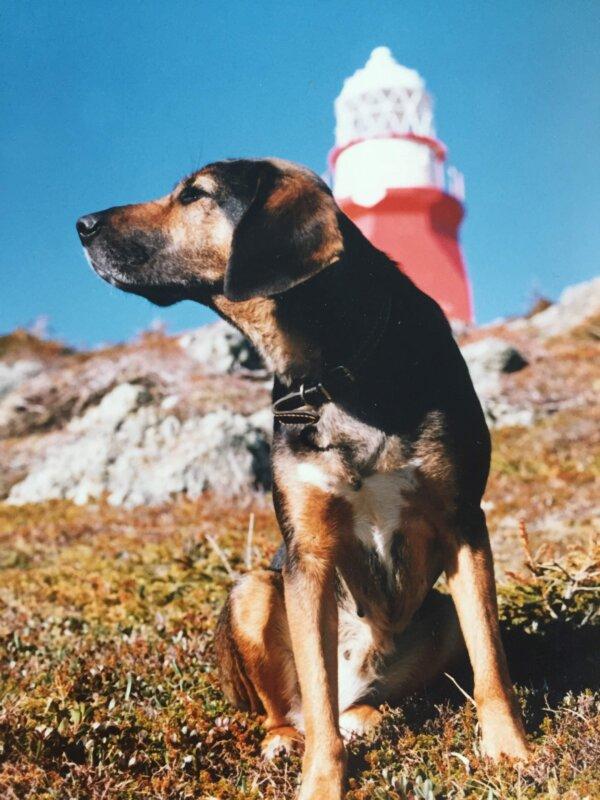 Gypsy, Barry Porter's beagle, with the Long Point Lighthouse in the background. (Barry Porter)