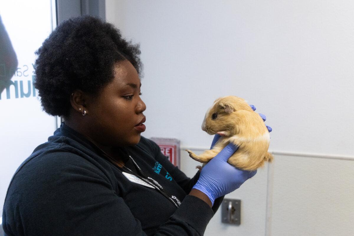 A worker examines a guinea pig. (Courtesy of the San Diego Humane Society)