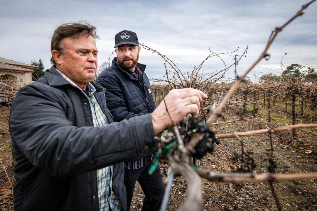 Father and son farmers Bob (L) and Greg Lauchland look over a spoiled wine vineyard in Lodi, Calif., on Dec. 13, 2024. (John Fredricks/The Epoch Times)