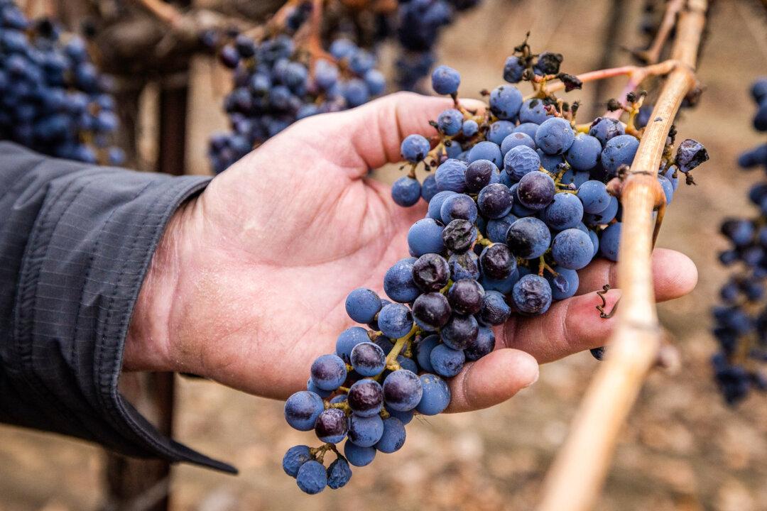 (Top) Farmer Garret Schaefer looks over a spoiled wine vineyard in Lodi, Calif., on Dec. 13, 2024. (Bottom) A farmer looks over wine grapes in Lodi, Calif. (John Fredricks/The Epoch Times)