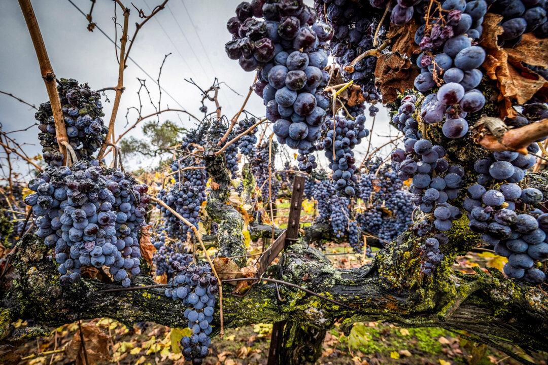 A spoiled wine vineyard in Lodi, Calif., on Dec. 13, 2024. (John Fredricks/The Epoch Times)