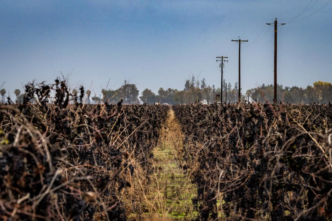 A spoiled wine vineyard in Lodi, Calif., on Dec. 13, 2024. (John Fredricks/The Epoch Times)