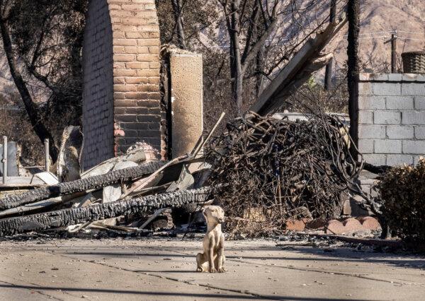 Damage from the Eaton Fire is seen from the streets of Altadena, Calif., on Jan. 24, 2025. (John Fredricks/The Epoch Times)