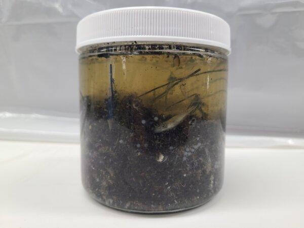 Seawater collected off the California coast by the Scripps Institution of Oceanography and NOAA will be tested for effects of ash and debris falling from the recent Los Angeles County fires. (Rasmus Swalethorp, Scripps Institution of Oceanography, UC San Diego)