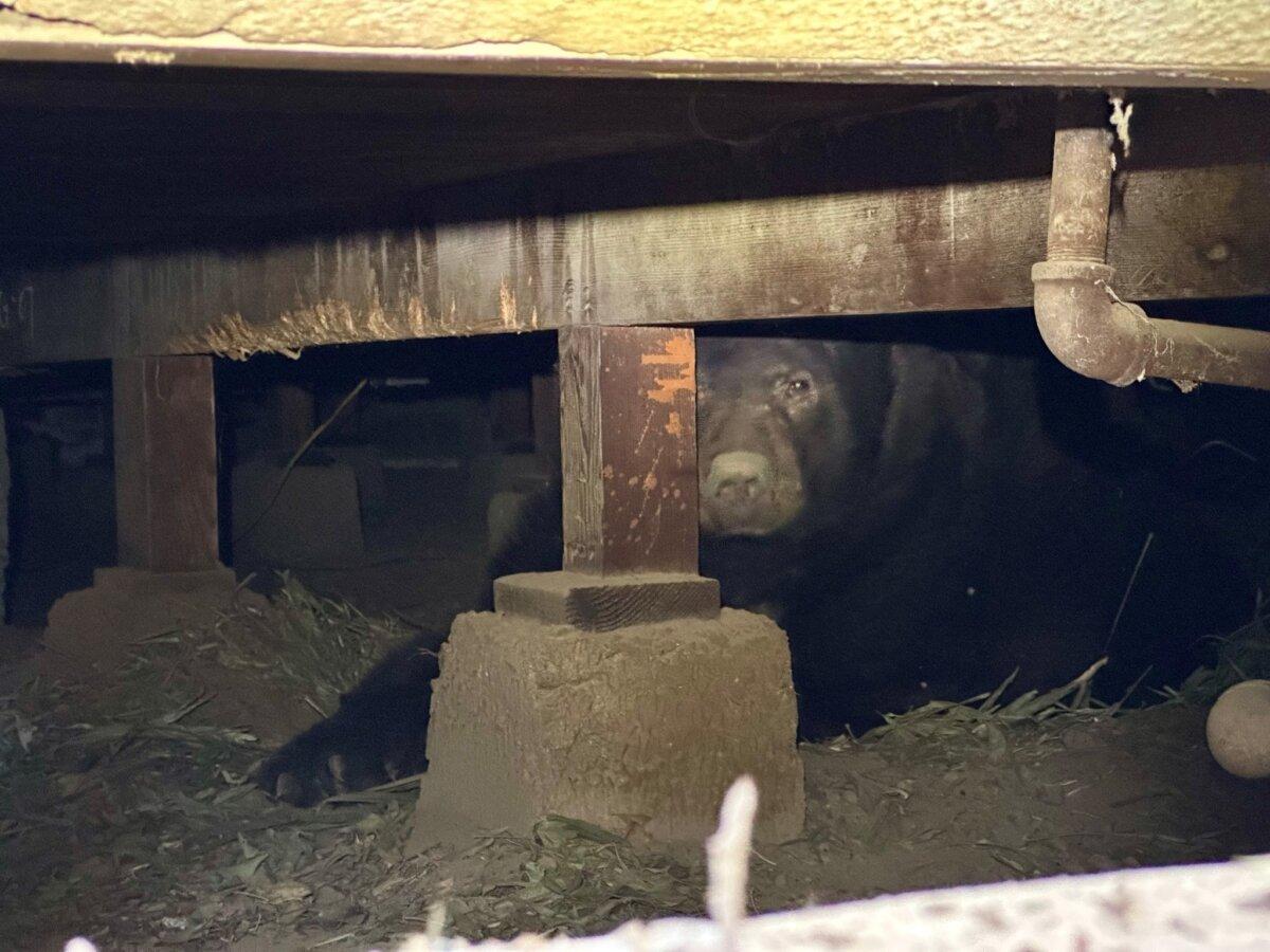 A large bear was found living under an evacuated house in Altadena, Calif., the California Department of Fish and Wildlife reported on Jan. 29, 2025. (CDFW)