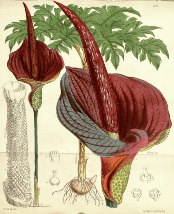 Amorphophallus konjac (Public Domain)