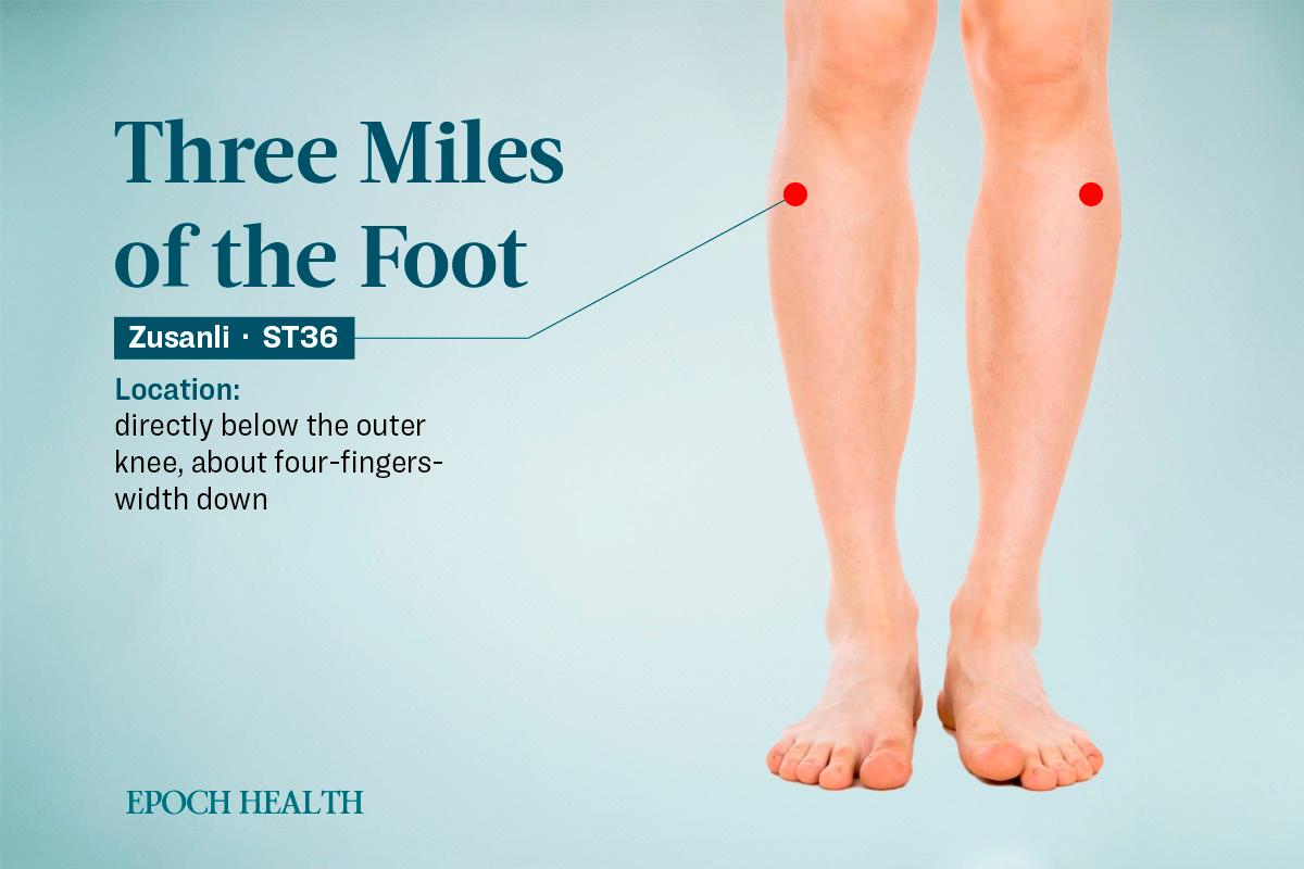 Location of the zusanli acupoint. (The Epoch Times)