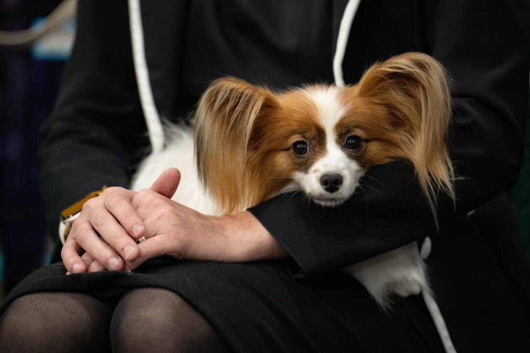 A papillon dog at the 149th Annual Westminster Kennel Club Dog Show at Jacob K. Javits Convention Center in New York City on Feb. 10, 2025. (Samira Bouaou/The Epoch Times)
