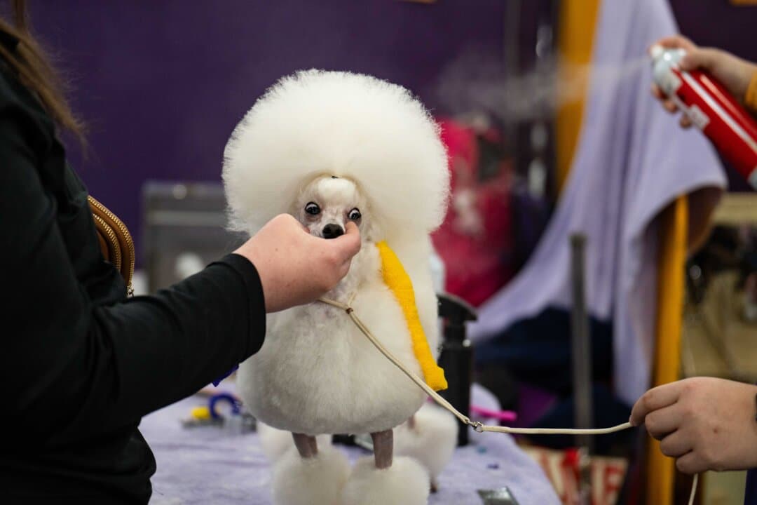 A toy poodle gets ready for the 149th Annual Westminster Kennel Club Dog Show at Jacob K. Javits Convention Center in New York City on Feb. 10, 2025. (Samira Bouaou/The Epoch Times)