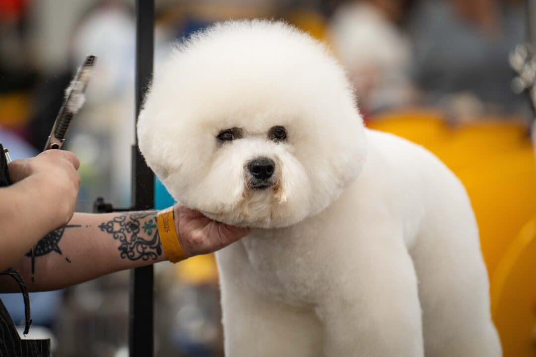 A bichon frise gets ready for the 149th Annual Westminster Kennel Club Dog Show at Jacob K. Javits Convention Center in New York City on Feb. 10, 2025. (Samira Bouaou/The Epoch Times)