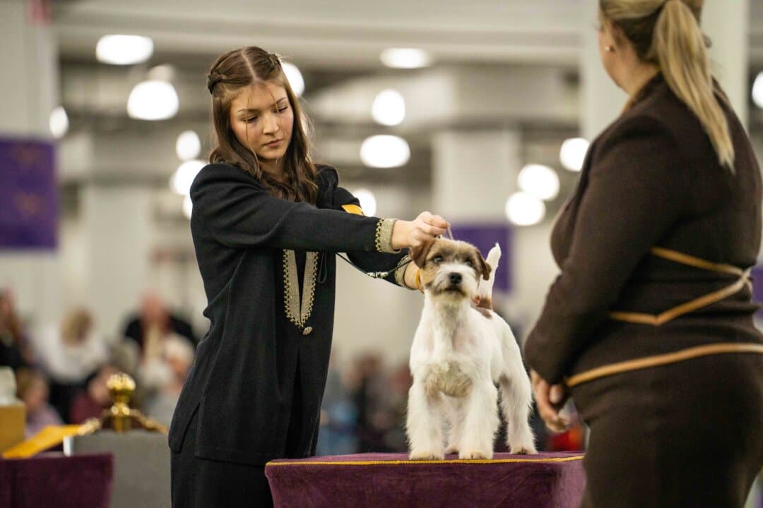 A Russell terrier at the 149th Annual Westminster Kennel Club Dog Show at Jacob K. Javits Convention Center in New York City on Feb. 10, 2025. (Samira Bouaou/The Epoch Times)