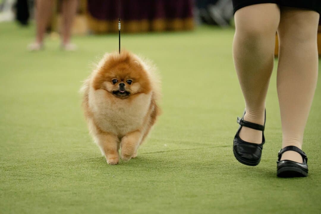A Pomeranian at the 149th Annual Westminster Kennel Club Dog Show at Jacob K. Javits Convention Center in New York City on Feb. 10, 2025. (Samira Bouaou/The Epoch Times)