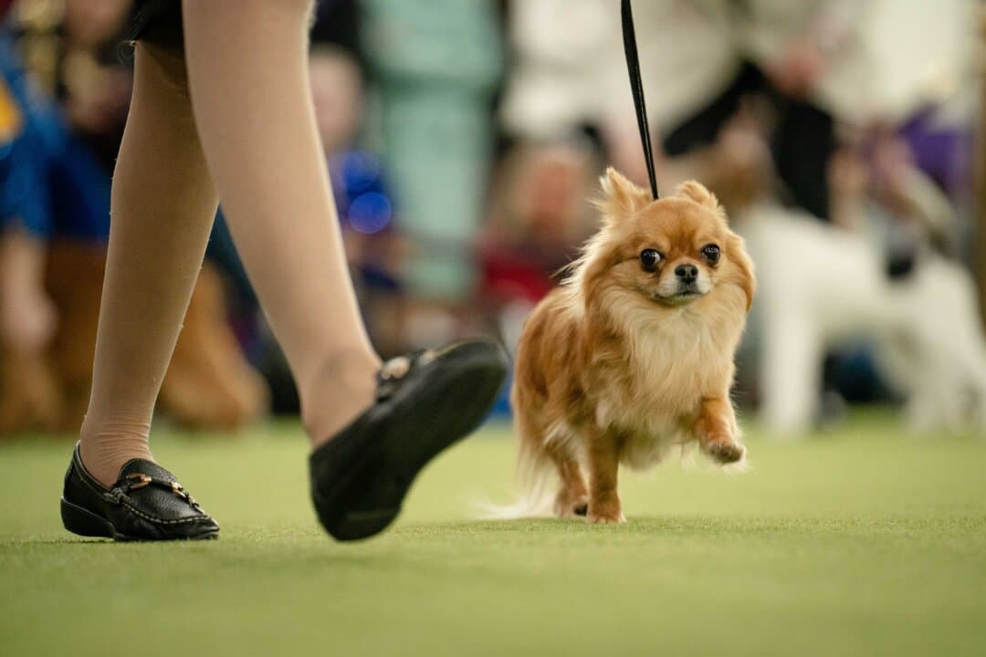 A Chihuahua at the 149th Annual Westminster Kennel Club Dog Show at Jacob K. Javits Convention Center in New York City on Feb. 10, 2025. (Samira Bouaou/The Epoch Times)
