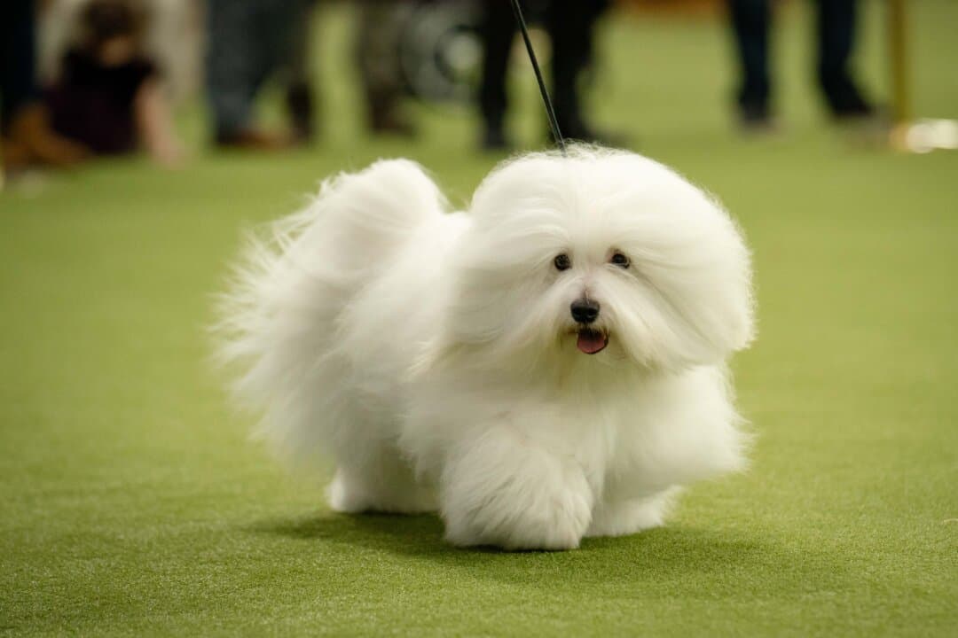 A Coton de Tulear at the 149th Annual Westminster Kennel Club Dog Show at Jacob K. Javits Convention Center in New York City on Feb. 10, 2025. (Samira Bouaou/The Epoch Times)