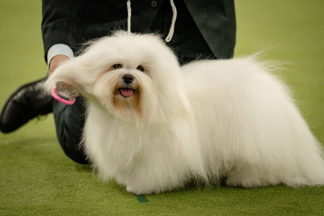 A Coton de Tulear at the 149th Annual Westminster Kennel Club Dog Show at Jacob K. Javits Convention Center in New York City on Feb. 10, 2025. (Samira Bouaou/The Epoch Times)