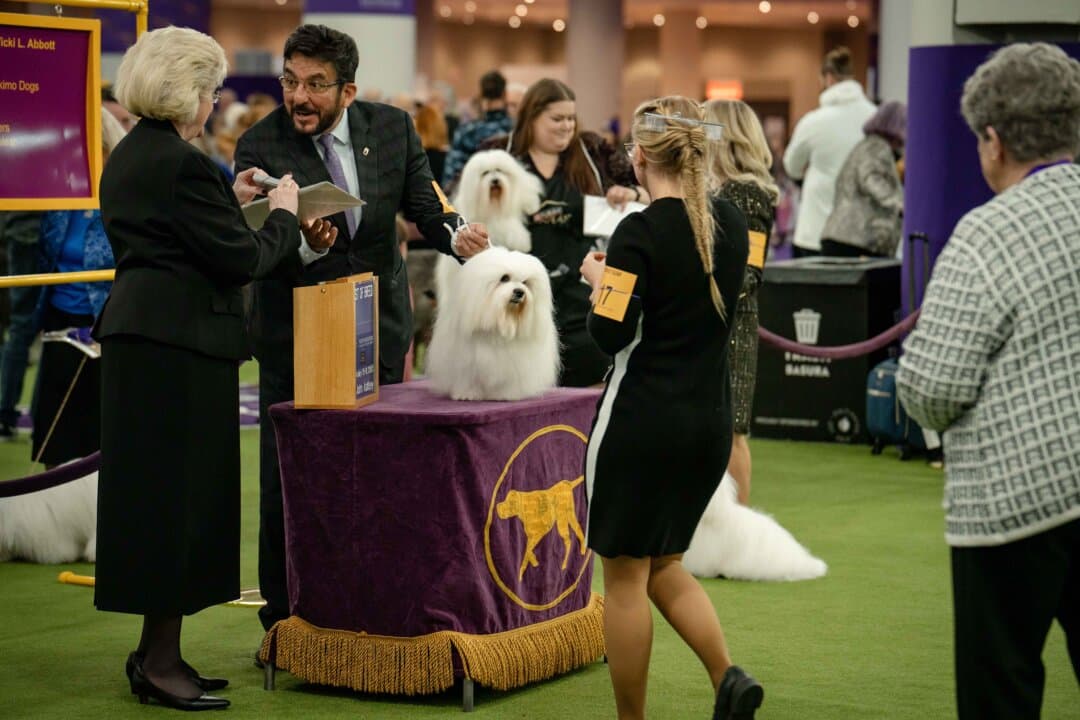 Coton de Tulears at the 149th Annual Westminster Kennel Club Dog Show at Jacob K. Javits Convention Center in New York City on Feb. 10, 2025. (Samira Bouaou/The Epoch Times)