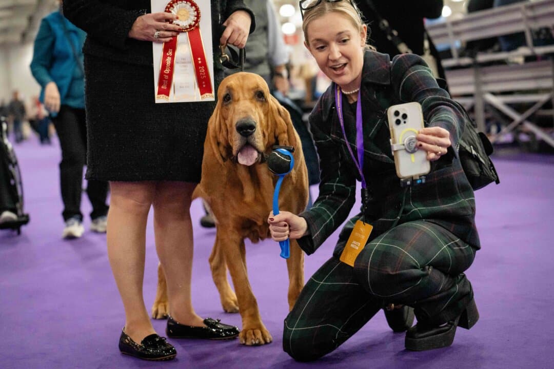 A bloodhound at the 149th Annual Westminster Kennel Club Dog Show at Jacob K. Javits Convention Center in New York City on Feb. 10, 2025. (Samira Bouaou/The Epoch Times)
