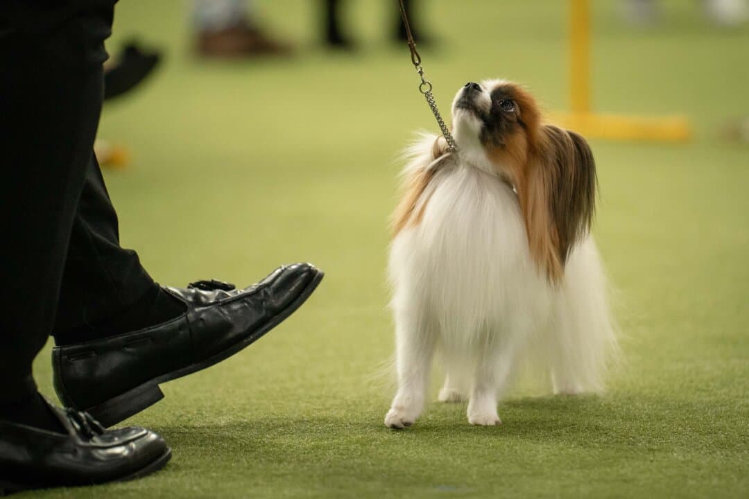 A papillon dog at the 149th Annual Westminster Kennel Club Dog Show at Jacob K. Javits Convention Center in New York City on Feb. 10, 2025. (Samira Bouaou/The Epoch Times)