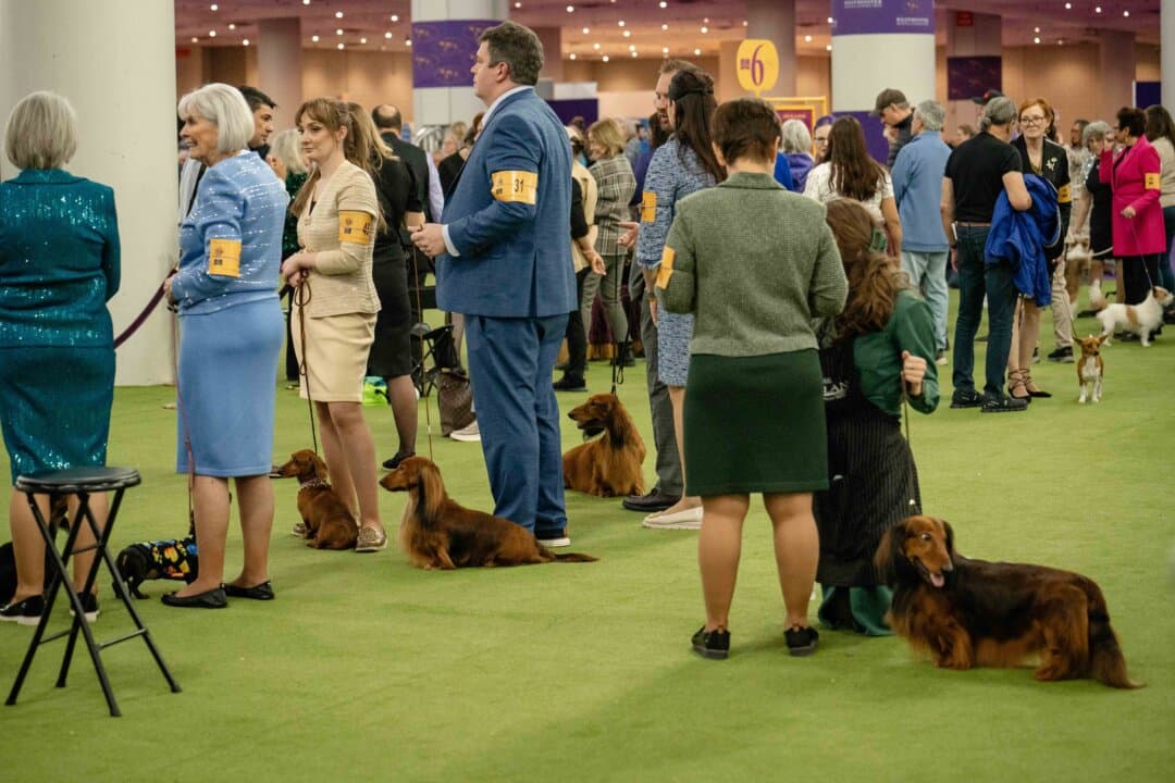 Dachshund dogs and their owners at the 149th Annual Westminster Kennel Club Dog Show at Jacob K. Javits Convention Center in New York City on Feb. 10, 2025. (Samira Bouaou/The Epoch Times)