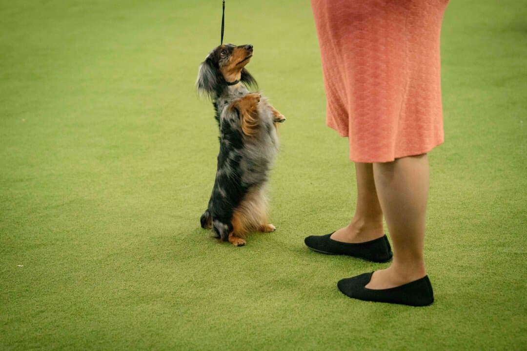 A Dachshund at the 149th Annual Westminster Kennel Club Dog Show at Jacob K. Javits Convention Center in New York City on Feb. 10, 2025. (Samira Bouaou/The Epoch Times)