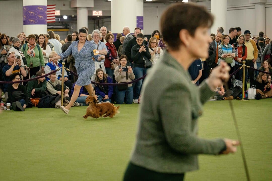 A Dachshund and its owner compete at the 149th Annual Westminster Kennel Club Dog Show at Jacob K. Javits Convention Center in New York City on Feb. 10, 2025. (Samira Bouaou/The Epoch Times)