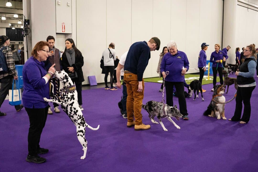Handlers with their dogs at the agility competition at the 149th Annual Westminster Kennel Club Dog Show at Jacob K. Javits Convention Center in New York City on Feb. 8, 2025. (Samira Bouaou/The Epoch Times)