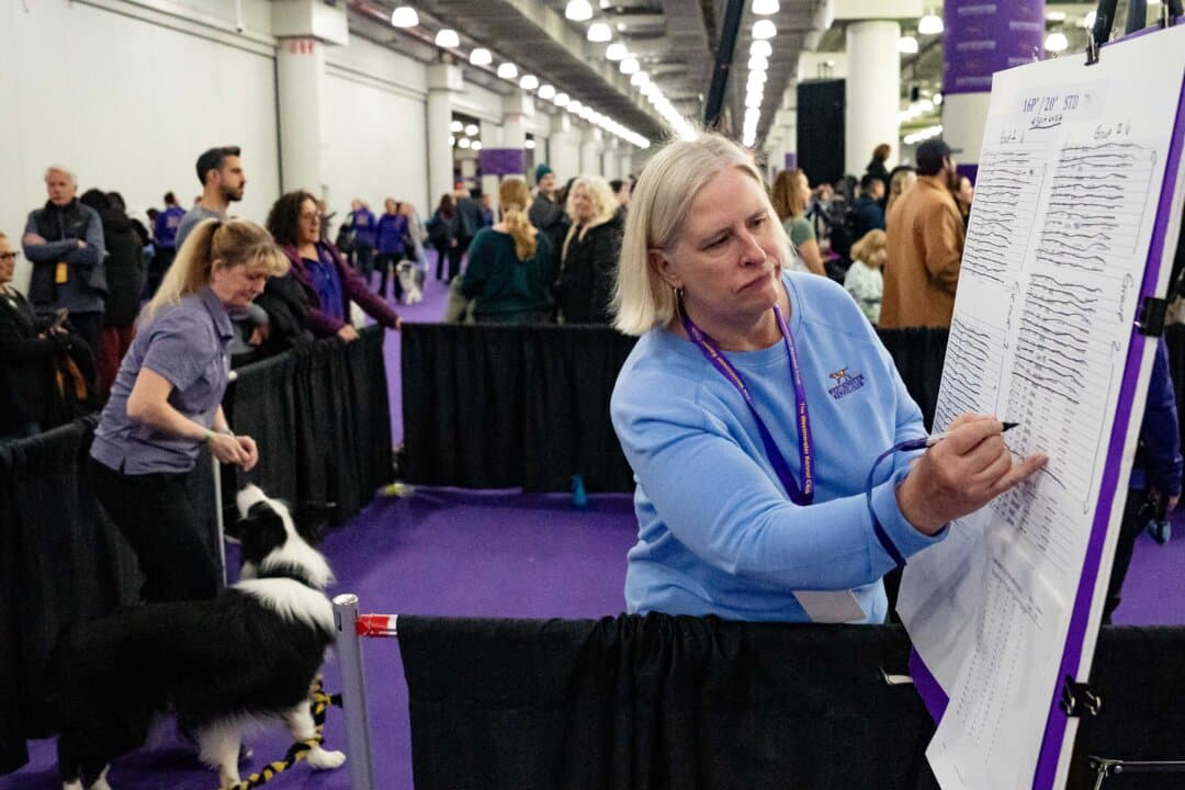 The agility competition at the 149th Annual Westminster Kennel Club Dog Show at Jacob K. Javits Convention Center in New York City on Feb. 8, 2025. (Samira Bouaou/The Epoch Times)
